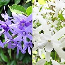 61IBp+TZgvL._AC_UL210_SR210,